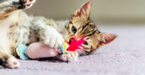 Blog chat : 5 idées pour occuper un chat seul à la maison