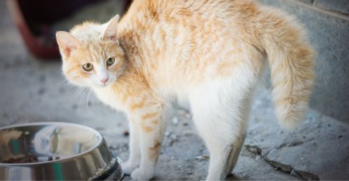 cachet anti stress pour chat