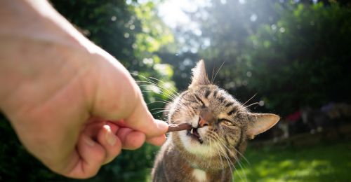 Bâton à mâcher pour chat