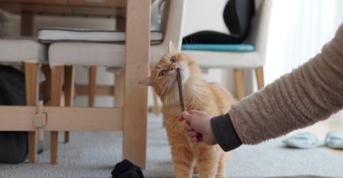 Bâton matatabi pour chat