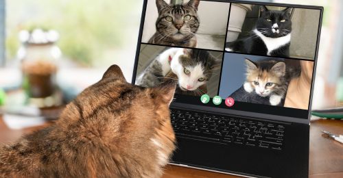 Blog chat : Caméra pour surveiller son chat à la maison