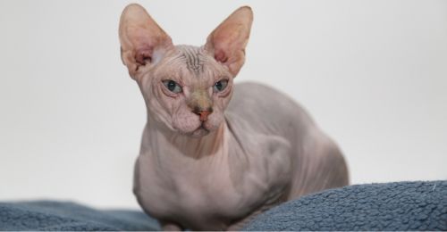 chat sans poil a vendre quebec