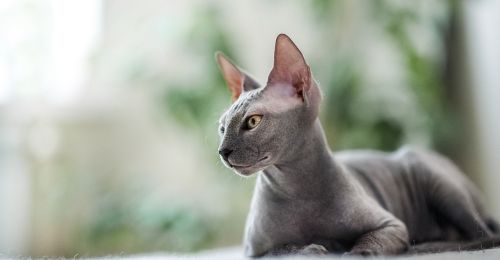 Blog chat : chat-sphynx