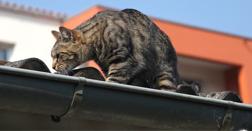 Blog chat : Combien de temps vie un chat de gouttière