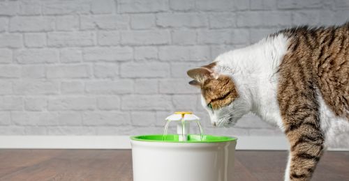 Fontaine à eau pour chat