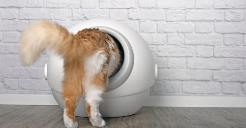 litière automatique chat