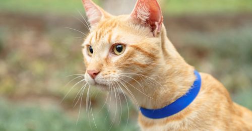 Blog chat : Choisir le meilleur collier gps pour chat sans abonnement