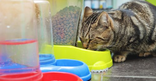 Meilleur distributeur automatique de croquettes pour chat