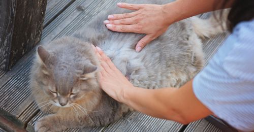 Nettoyer un chat qui sent mauvais