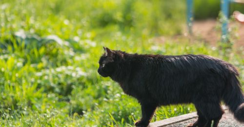 Pelage de chat qui sent mauvais