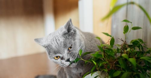 Plante verte toxique pour les chats 