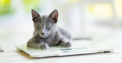 Quel poids pour un chaton de 1 mois ?