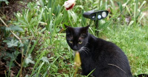 Répulsif chat extérieur efficace