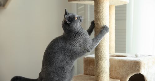 Blog chat : Roue pour chat