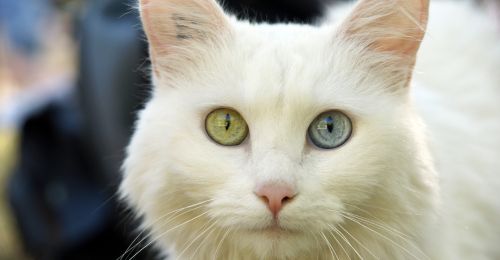 Blog chat : Yeux vairon chez le chat